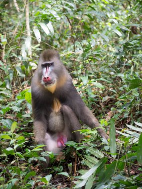 Mandrill'di yakın çekim portre (Mandrillus Sfenks)