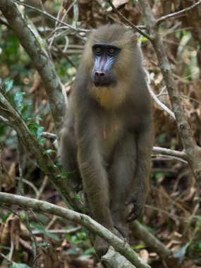 Mandrill'di yakın çekim portre (Mandrillus Sfenks)