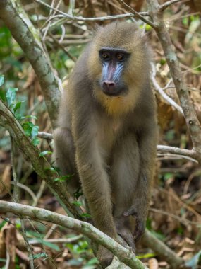 Mandrill'di yakın çekim portre (Mandrillus Sfenks)