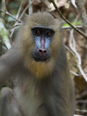 Mandrill'di yakın çekim portre (Mandrillus Sfenks)