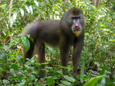 Mandrill'di yakın çekim portre (Mandrillus Sfenks)
