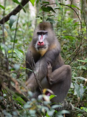 Mandrill'di yakın çekim portre (Mandrillus Sfenks)