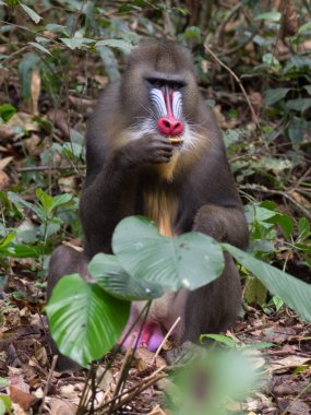 mandrill close-up portrait (Mandrillus sphinx) clipart