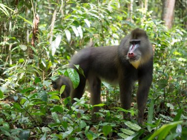 Mandrill'di yakın çekim portre (Mandrillus Sfenks)