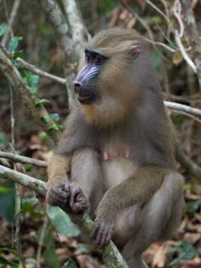Mandrill'di yakın çekim portre (Mandrillus Sfenks)