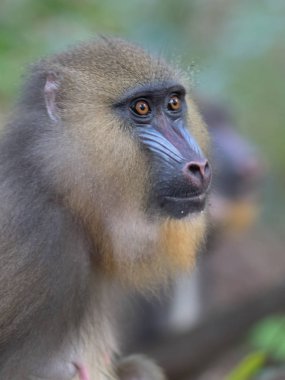 Mandrill'di yakın çekim portre (Mandrillus Sfenks)