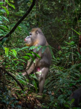 Mandrill'di yakın çekim portre (Mandrillus Sfenks)
