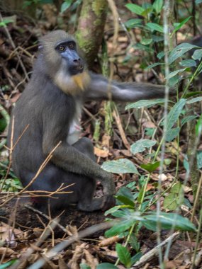 Mandrill'di yakın çekim portre (Mandrillus Sfenks)