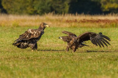 Haliaeetus albicilla, Ak kuyruklu kartal, deniz kartalı, Polonya