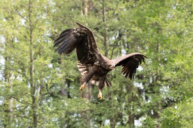 Deniz kartalı (Haliaeetus albicilla) Avrupa