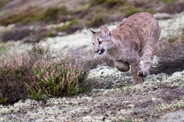 Nesli tükenmekte olan Florida Panthercougar(Puma renk