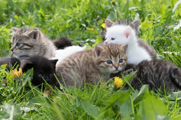 group of little kittens in green grass