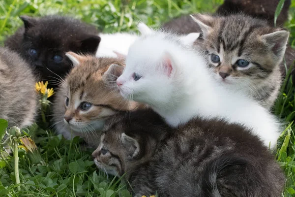 Yeşil Çimenler Içinde Küçük Kedi Yavruları Grubu — Stok fotoğraf