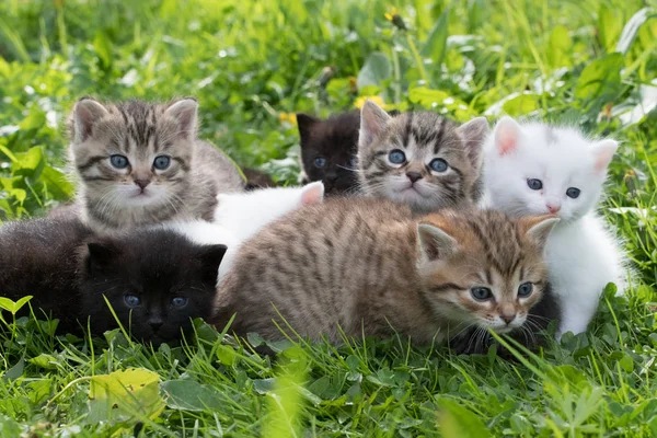 Skupina Malých Koťat Zelené Trávě — Stock fotografie