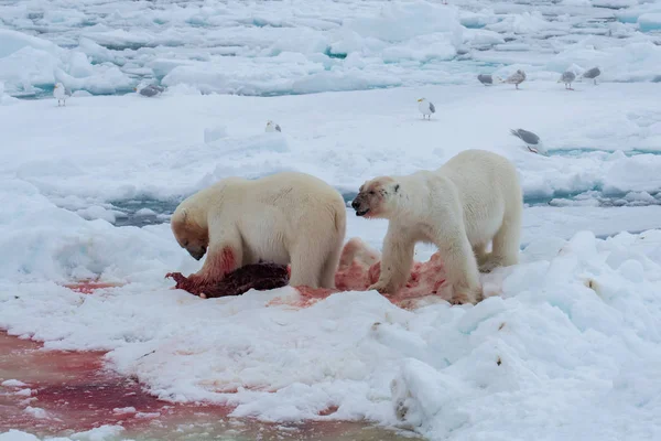 Spitzbergen 的北极熊 Ursus Maritimus — 图库照片