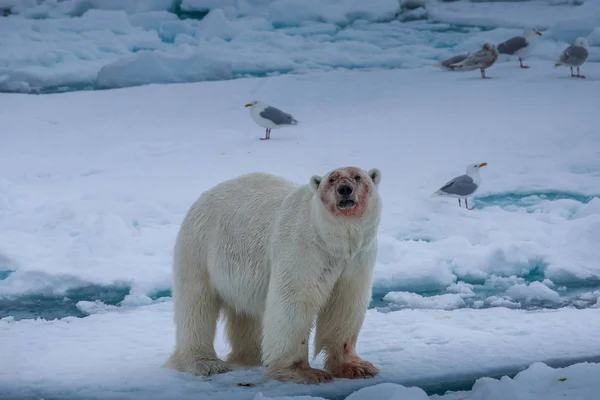 Eisbär Von Spitzbergen Ursus Maritimus — Stockfoto