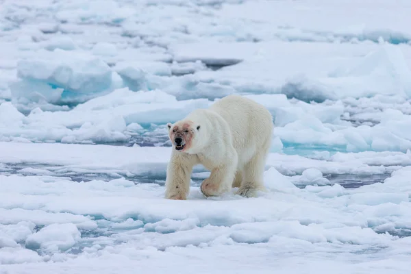 Urso Polar Spitzbergen Ursus Maritimus — Fotografia de Stock