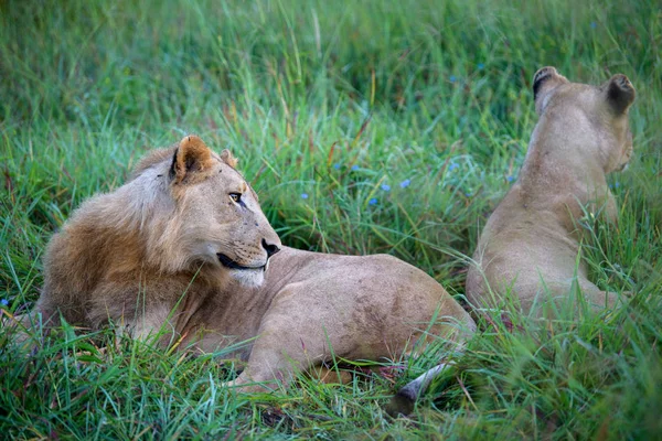 Machtige Lion Kijken Lionesses Die Klaar Voor Jacht Masai Mara — Stockfoto