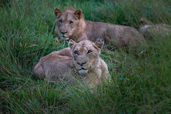 Mighty Lion Наблюдает Львицами Которые Готовы Охоте Масаи Мара Кения — стоковое фото