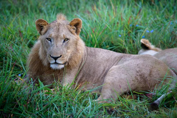 Lion Puissant Observant Les Lionnes Qui Sont Prêtes Pour Chasse — Photo