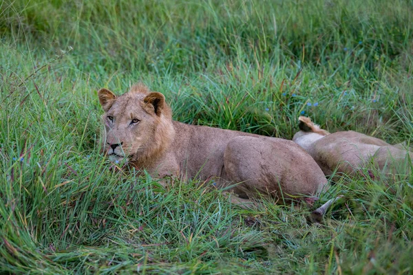 Possente Leone Che Osserva Leonesse Pronte Caccia Masai Mara Kenya — Foto Stock