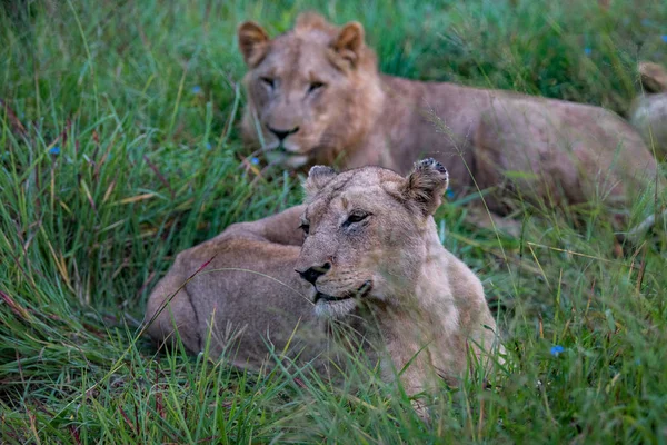 Poderoso Leão Assistindo Leoas Que Estão Prontas Para Caça Masai — Fotografia de Stock