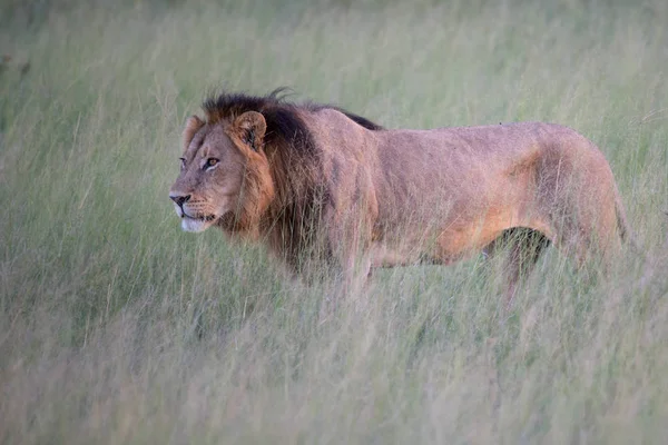 Potężny Lew Oglądania Lwice Którzy Gotowi Polowania Masai Mara Kenii — Zdjęcie stockowe