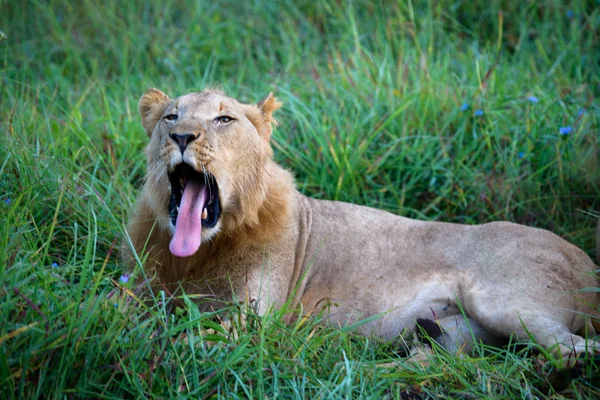 Mighty Lion Watching Lionesses Who Ready Hunt Masai Mara Kenya — Stock Photo, Image