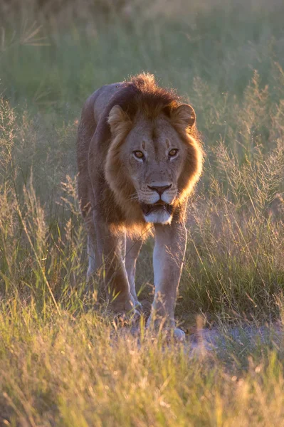 Mighty Lion Наблюдает Львицами Которые Готовы Охоте Масаи Мара Кения — стоковое фото