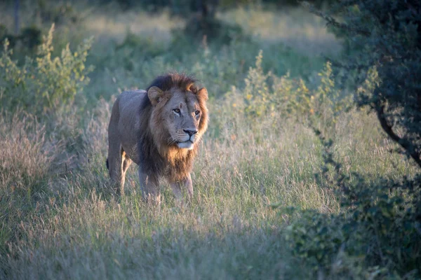 Hatalmas Oroszlán Néz Lionesses Aki Készen Áll Vadászat Masai Mara — Stock Fotó