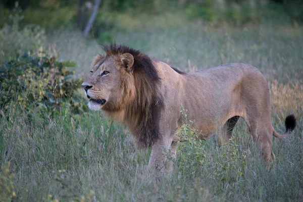 Hatalmas Oroszlán Néz Lionesses Aki Készen Áll Vadászat Masai Mara — Stock Fotó