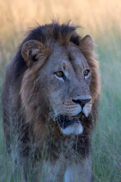 Possente Leone Che Osserva Leonesse Pronte Caccia Masai Mara Kenya — Foto Stock