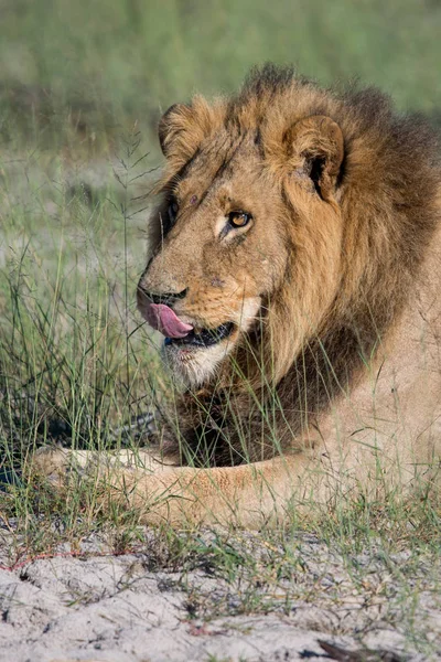 Possente Leone Che Osserva Leonesse Pronte Caccia Masai Mara Kenya — Foto Stock