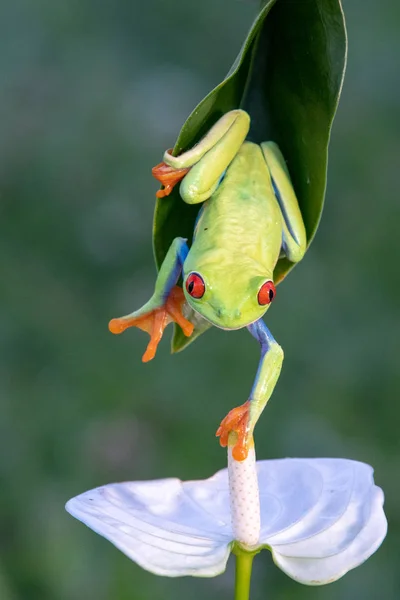 Rana Rana Amazónica Ojos Rojos Agalychnis Callidryas — Foto de Stock