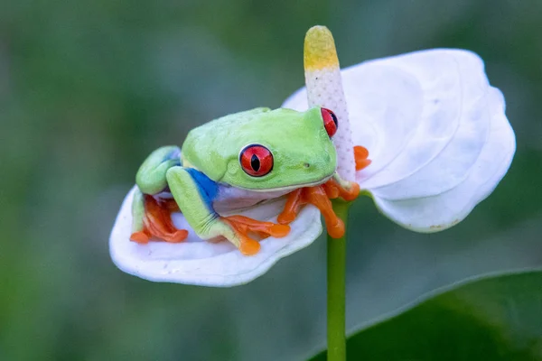 Frog Red Eyed Amazonka Drzewo Żaba Agalychnis Callidryas — Zdjęcie stockowe