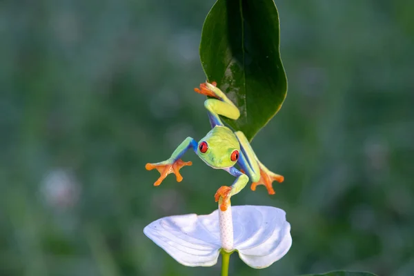 Groda Rödögd Amazonas Lövgroda Agalychnis Callidryas — Stockfoto