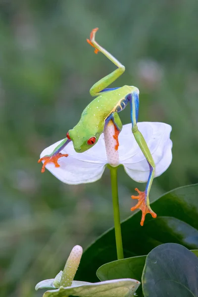 Frosch Rotäugiger Amazonen Laubfrosch Agalychnis Callidryas — Stockfoto