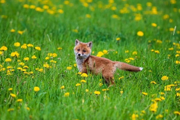 Springender Rotfuchs Geier Wildszene Aus Europa Orangefarbenes Pelztier Natürlichen Lebensraum — Stockfoto