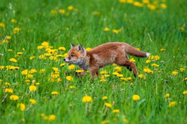 Saltando Raposa Vermelha Vulpes Vulpes Cena Vida Selvagem Europa Casaco — Fotografia de Stock