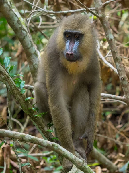 Mandrill Nahaufnahme Porträt Mandrillus Sphinx — Stockfoto