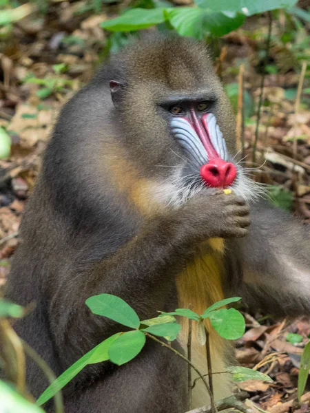 Mandrill Close Retrato Mandrillus Sphinx — Fotografia de Stock