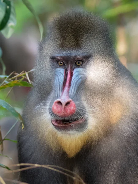 Mandrill Nahaufnahme Porträt Mandrillus Sphinx — Stockfoto