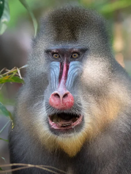 Mandrill Közeli Portré Mandrillus Szfinx — Stock Fotó