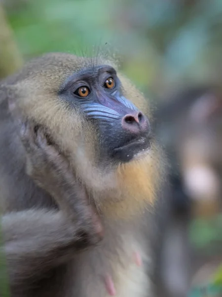 Mandrill Közeli Portré Mandrillus Szfinx — Stock Fotó