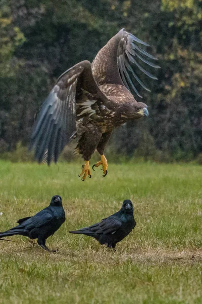 Haliaeetus Albicilla Águia Cauda Branca Águia Mar Polónia — Fotografia de Stock