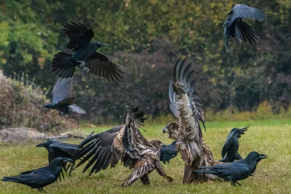 Haliaeetus Albicilla Águia Cauda Branca Águia Mar Polónia — Fotografia de Stock