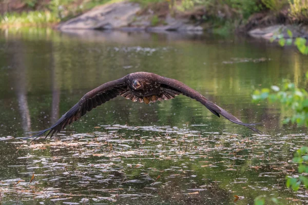 Águia Mar Haliaeetus Albicilla Europa — Fotografia de Stock