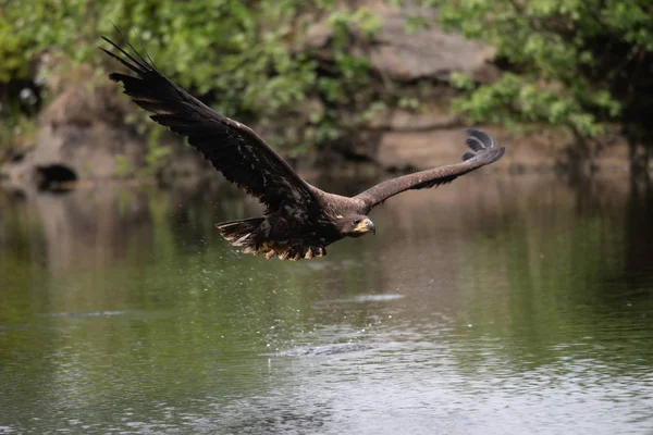 Seeadler Haliaeetus Albicilla Europa — Stockfoto