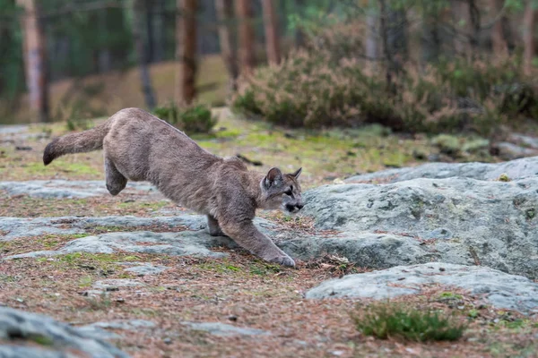 Nesli Tükenmekte Olan Florida Panthercougar Puma Renk — Stok fotoğraf