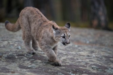 Nesli tükenmekte olan Florida Panthercougar(Puma renk)